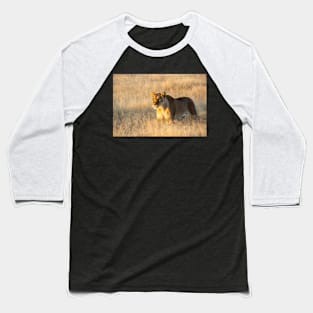 Lion in the grass. Baseball T-Shirt